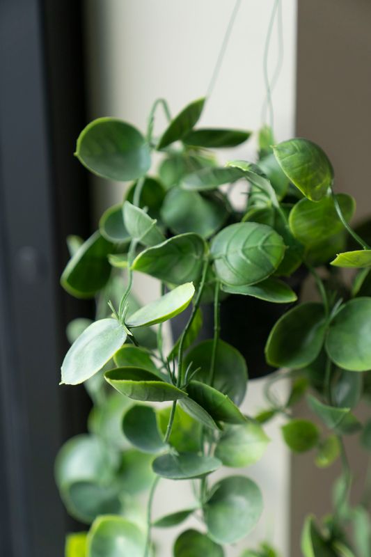 Hängväxt 56cm Stora Blad